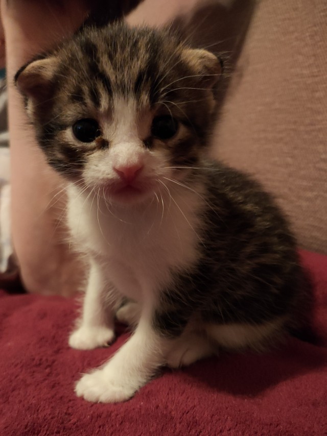 Котовторнику быть