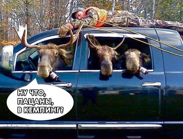 В Подмосковье на трассе сбили и оставили умирать в канаве лося