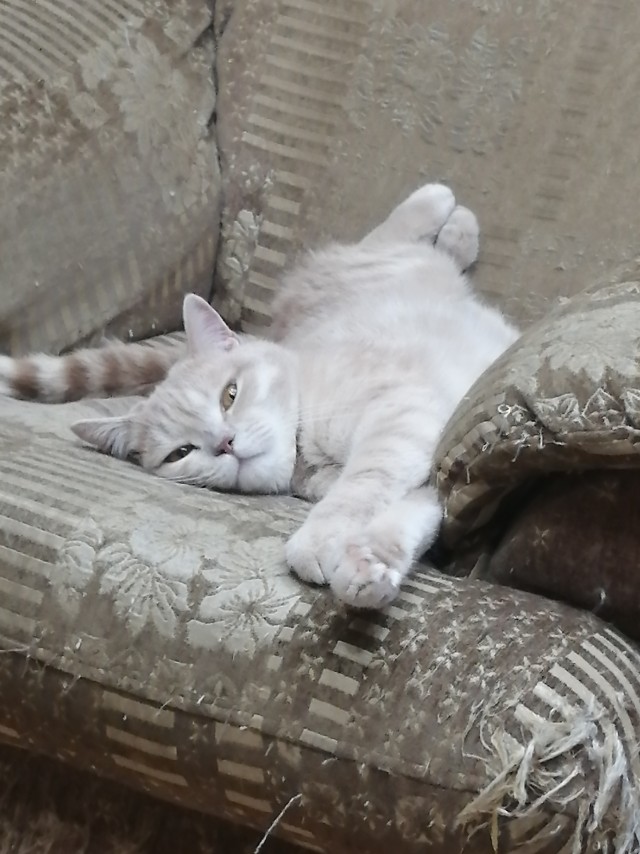 Котовторник 11.01.22