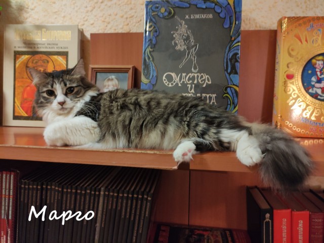 Жизнь домашнего приюта "Котоленд" 320