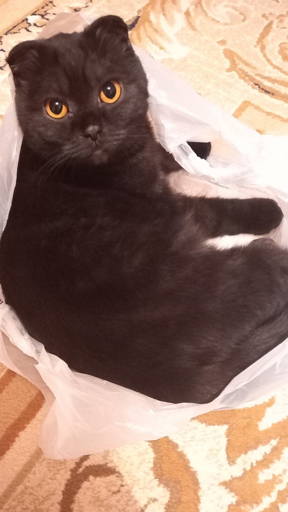 Котовторник 25.01.22