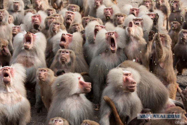 Футбольный тренер из Кизляра, на Матч Тв