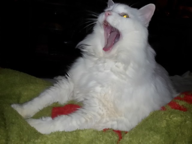 Господа и дамы ЯПа! Котовторник у нас начался! Отойдите от политоты и давайте котиков побольше!