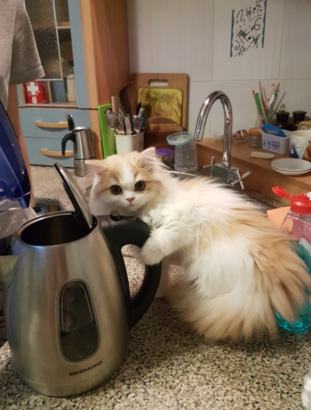 А ваши котейки че счас делают?