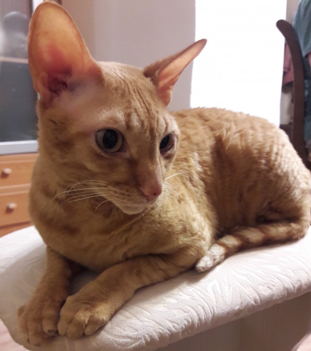 А это мой котан к котовторнику