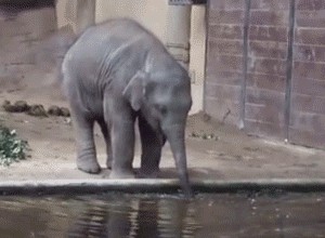 Фото маленьких слоников, которые вызовут у вас улыбку