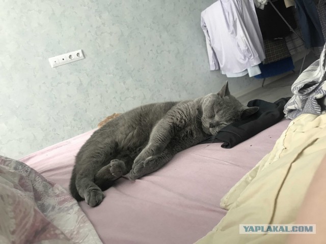 Британец