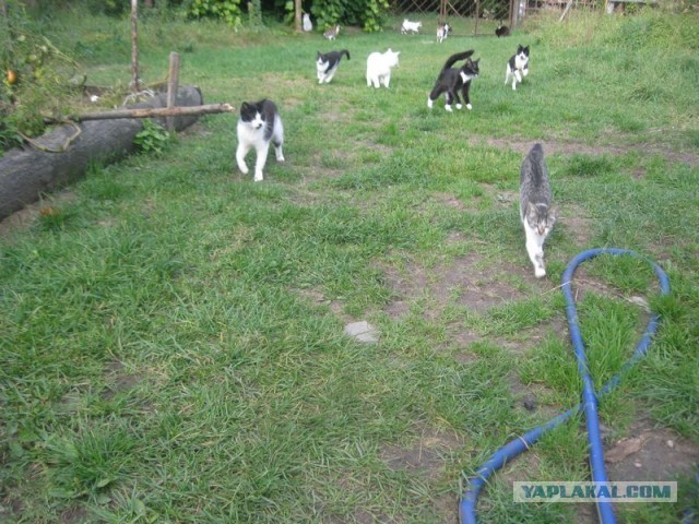 Жизнь домашнего приюта для котеек 413