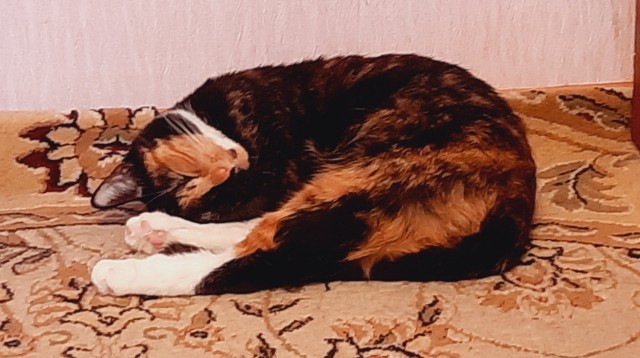 Вторник, сэр кот