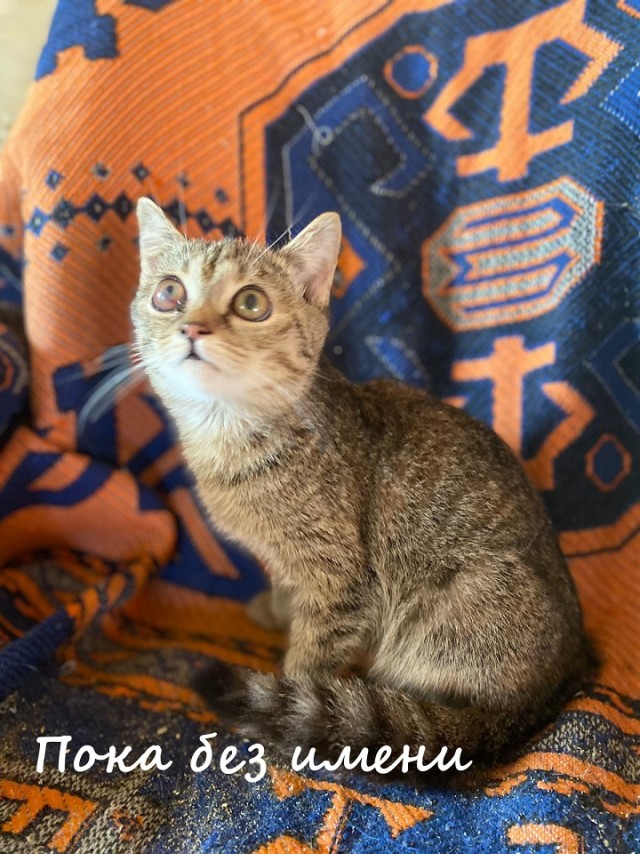Жизнь домашнего приюта "Котоленд" 365