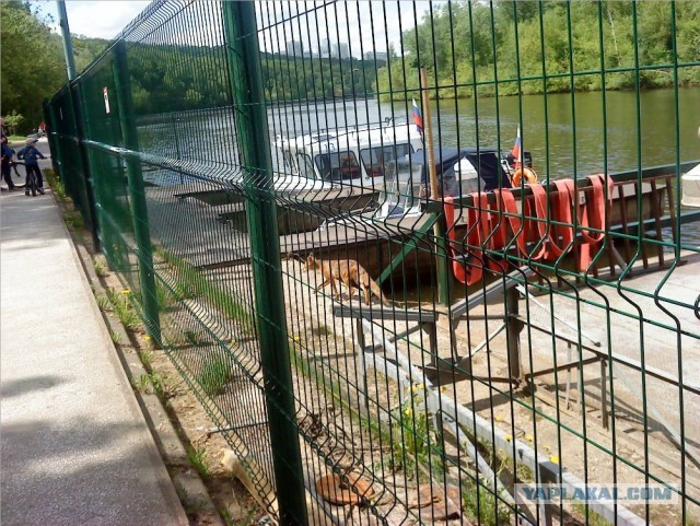 В районе Фили к местной жительнице частенько прибегает очаровательный бельчонок