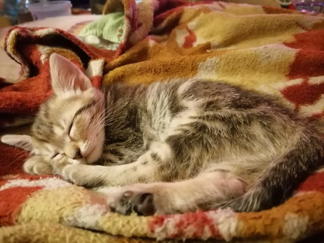 Начинаем котовторник.