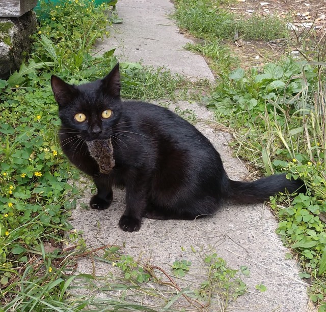Чёрные коты не такие