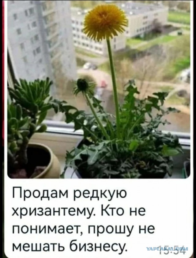 Апельсиние цветы