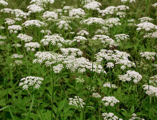 Травник от KOTOZAVR, страница #3: Сныть обыкновенная