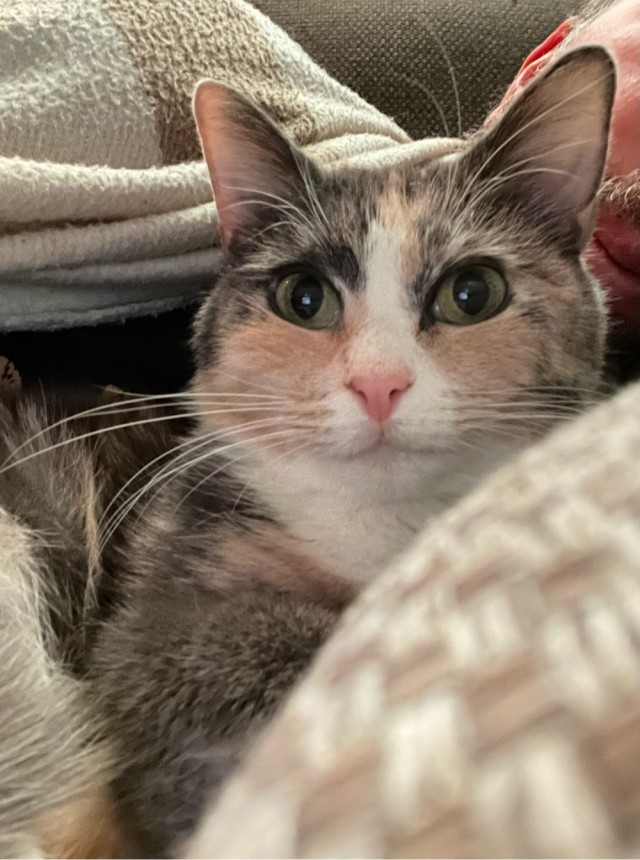 Как отучить кота будить меня по ночам?