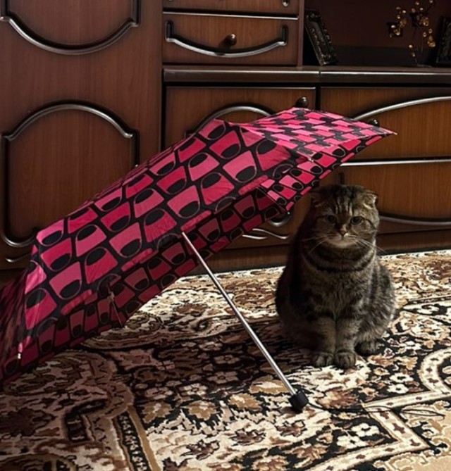 Что хочет кот?