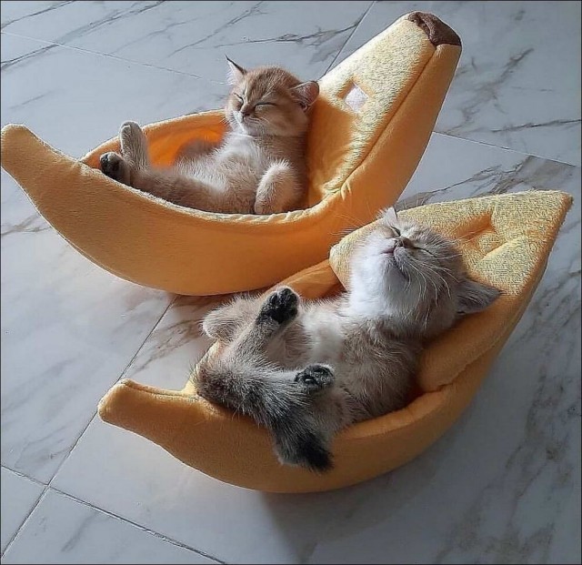 Котовтоник в картинках