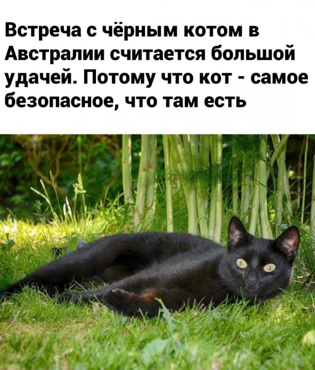 День чёрной кошки отмечается сегодня