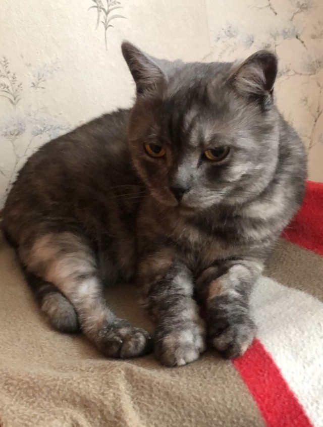 Спящий кот