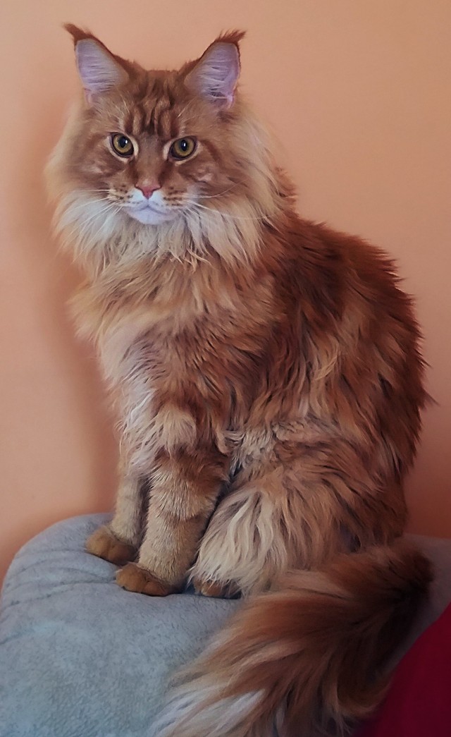 Красавец