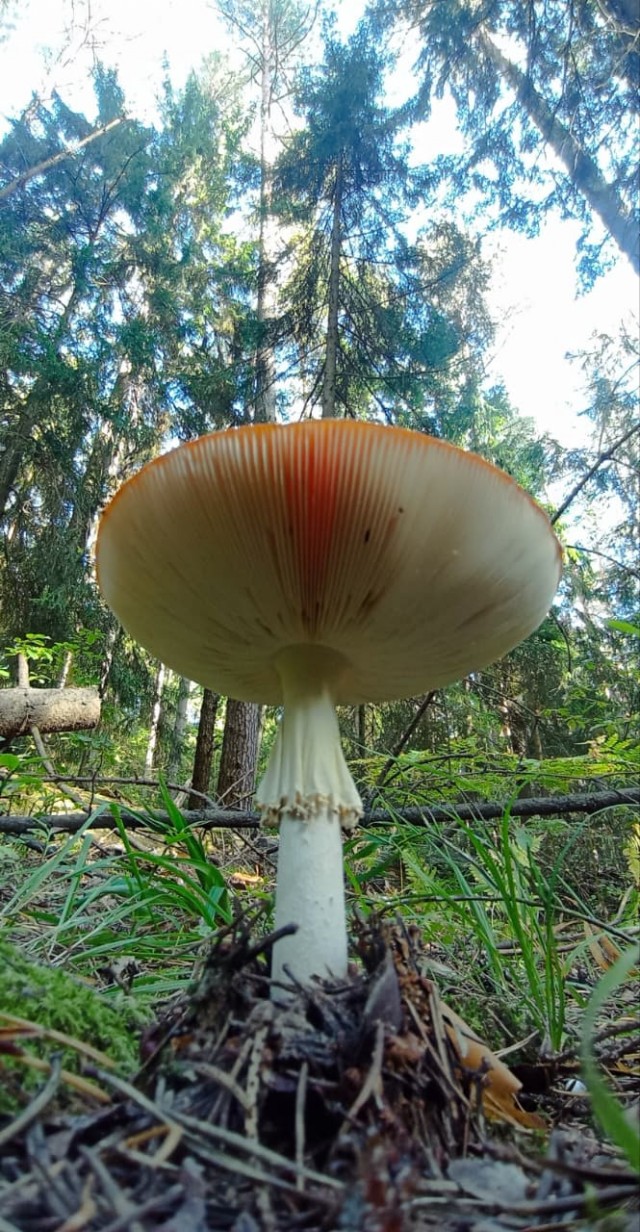 Грибное