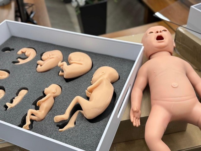 Макеты эмбрионов будут сниться вам, пока не родите