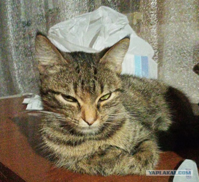 Красивое для котовторника