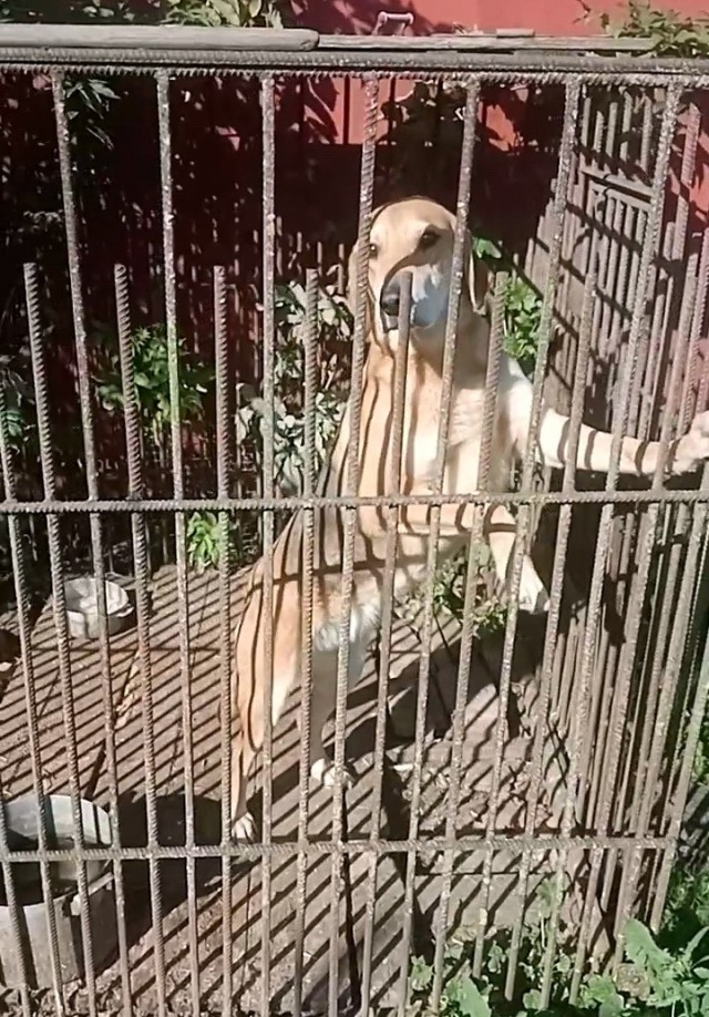 Собакочетверг же