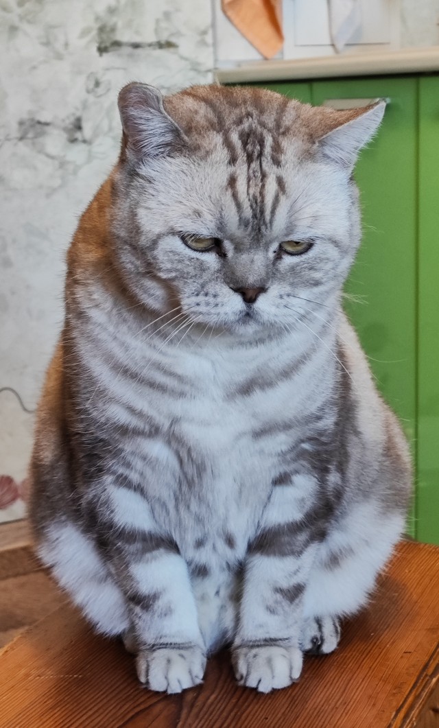 Мими,Мимишка,Миминдра