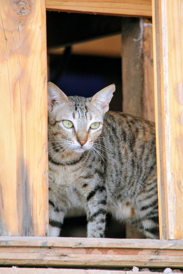 Уличные кошки в Афинах, Греция