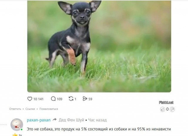 Картинки для деградации 202 (разной степени свежести)
