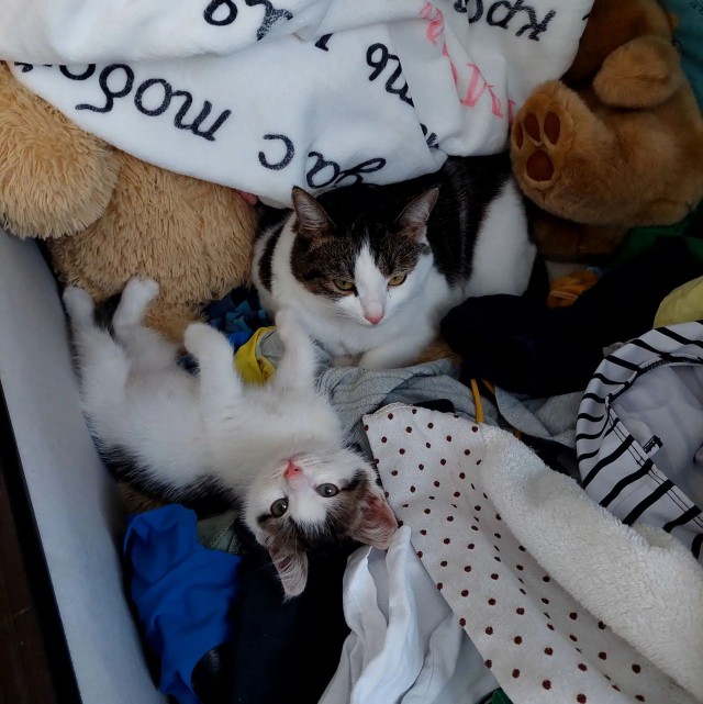 Хорошо что сегодня вторник. Котовторник)