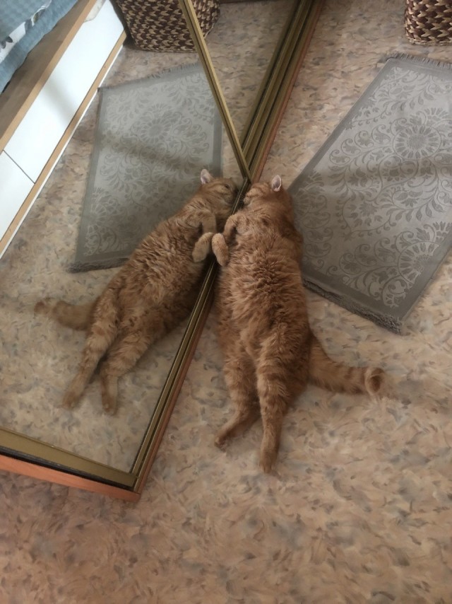 Котовторник и кошка