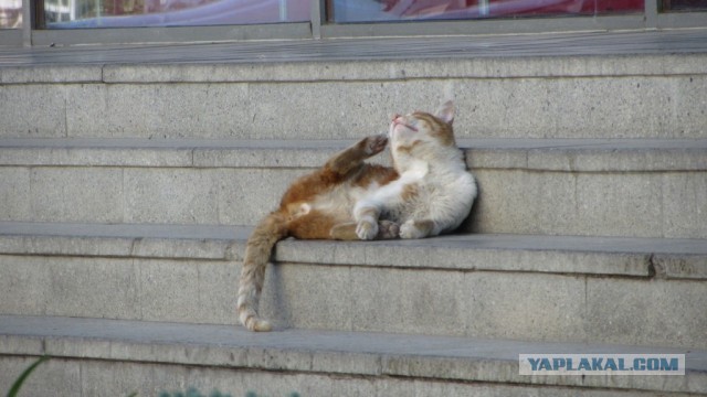 Коты Севастополя