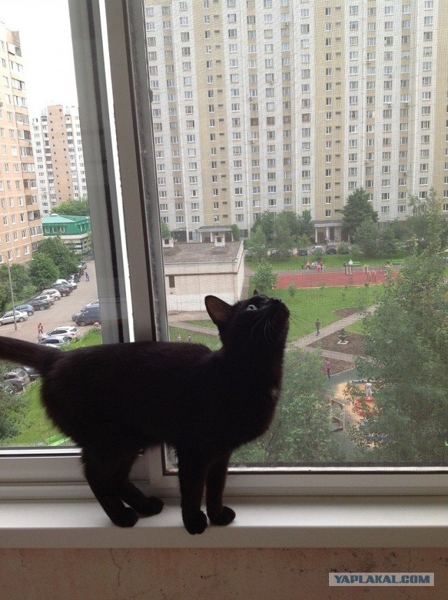 Котовторник 17.09.2013