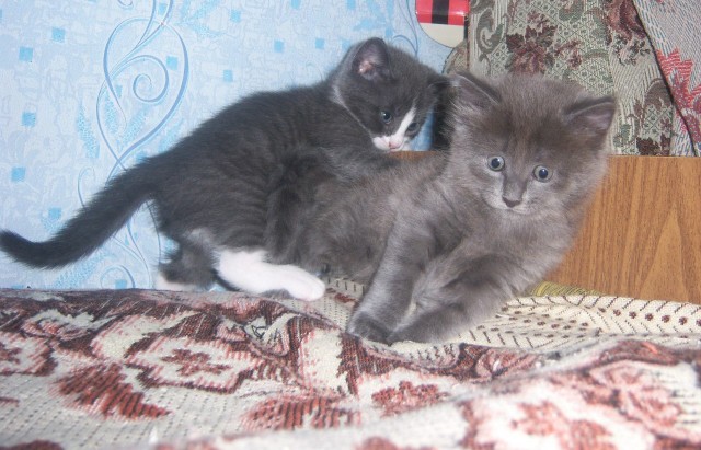 Котовторник на 24.09.2013г
