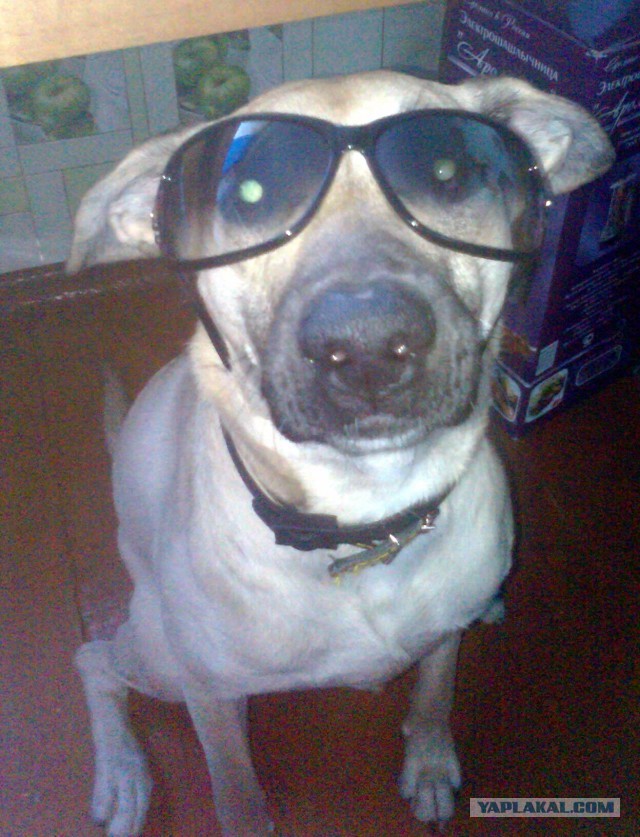 Рекс