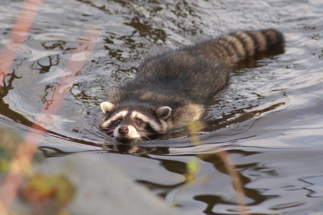 удалить! тест !