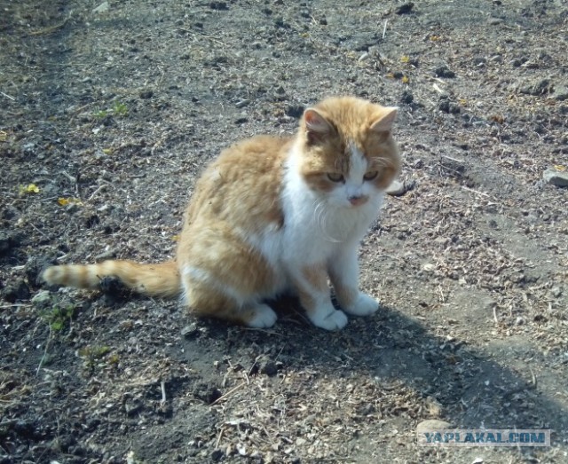 Котовторник 01.04.2014