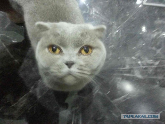 Котовторник  08.04.2014