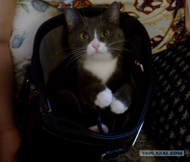Котовторник 6.05.2014
