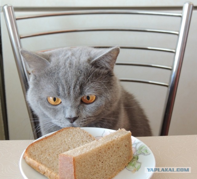С Котовторником!