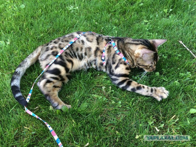 Котовторник  08.07.2014