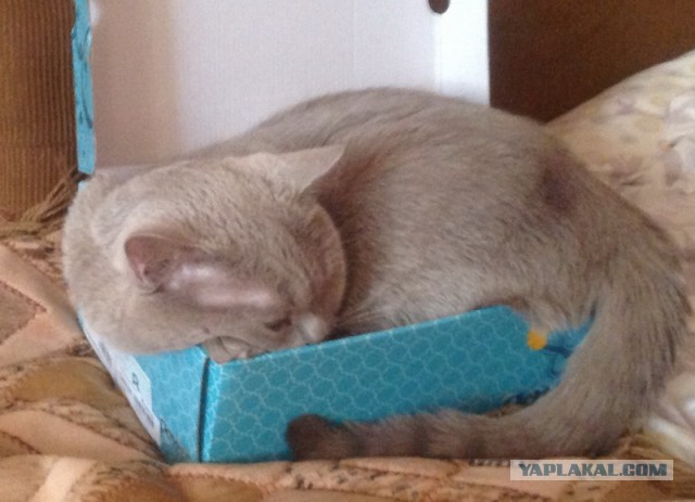 Котовторник 12.08.2014