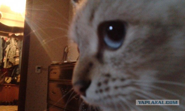 Котовторник 16.09.14