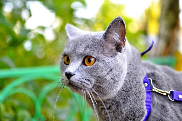 Котовторник 7.10.2014