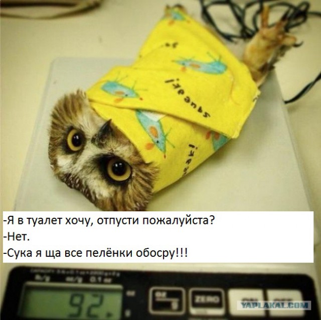 Совы крутые