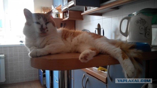 Котовторник