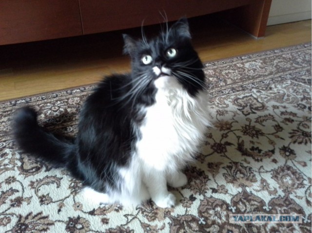 Котовторник 14.07.2015
